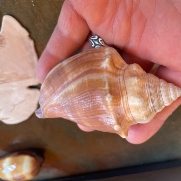 5 Different Sea Shells 1 Sand Dollar w/ Original Painting Signed by Dean Unique - Picture 12 of 13